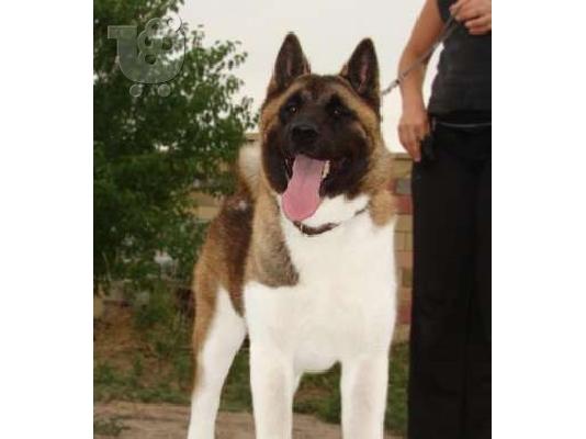 AMERIKANIKO AKITA